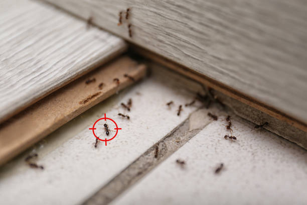 Flea Control Services in Town N Country, FL