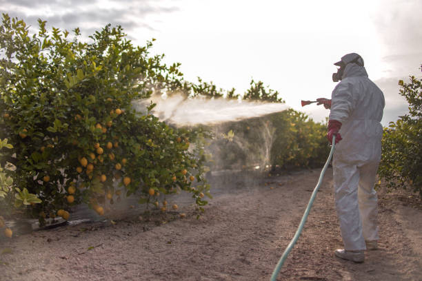 Best Pest Prevention Services  in Town N Country, FL