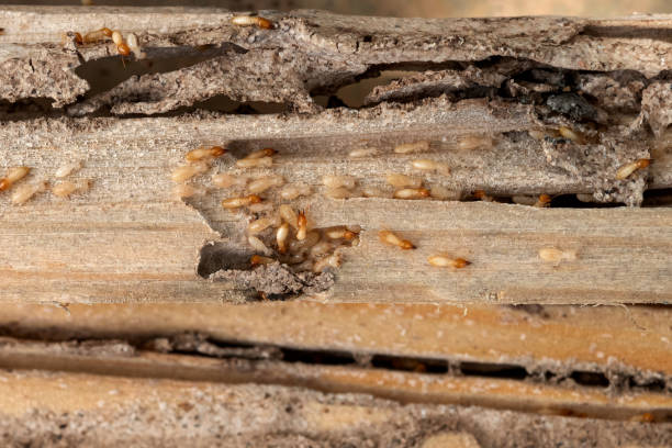 Best Best Pest Control Companies  in Town N Country, FL