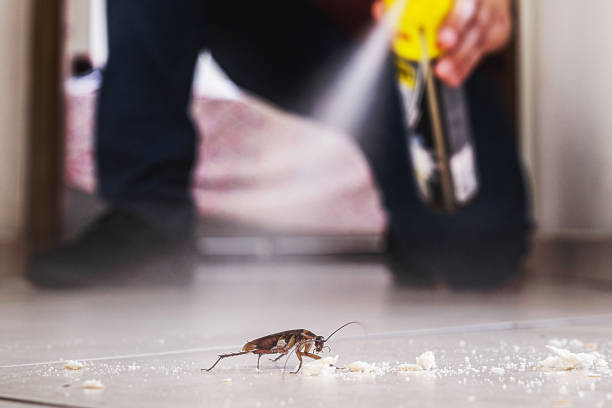 Best Best Pest Control Companies  in Town N Country, FL