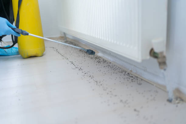 Best Termite Control Services  in Town N Country, FL